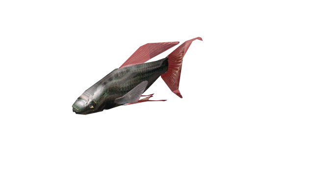 FISH2_CLASE.png