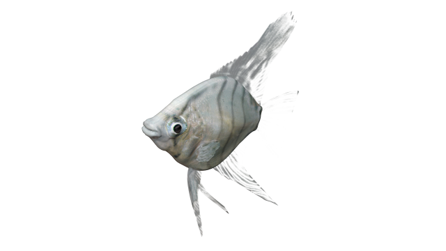 FISH_3_CLASE.png