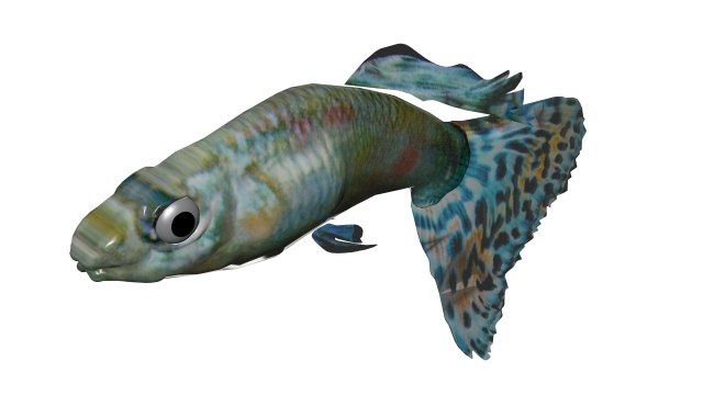 FISH_4_CLASE.png